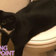 Illustration for article titled Toilet Cat, Quit Hogging The Toilet